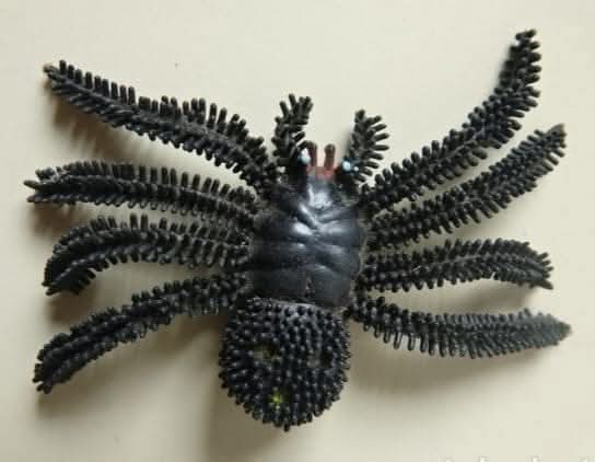 Araña de goma negra con patas largas.