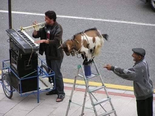 Músicos callejeros con una cabra subida a una escalera