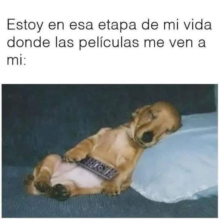 Perro dormido boca arriba en un sofá azul con el mando de la tele entre las patas.