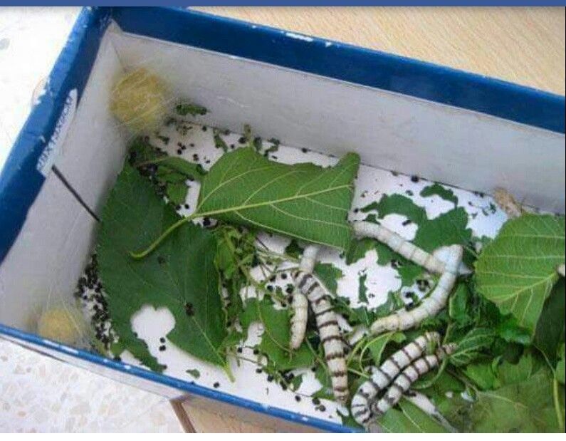 Gusanos de seda comiendo hojas de morera dentro de una caja