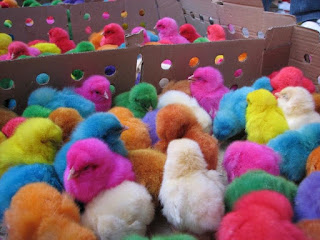 Caja llena de pollitos teñidos de colores.